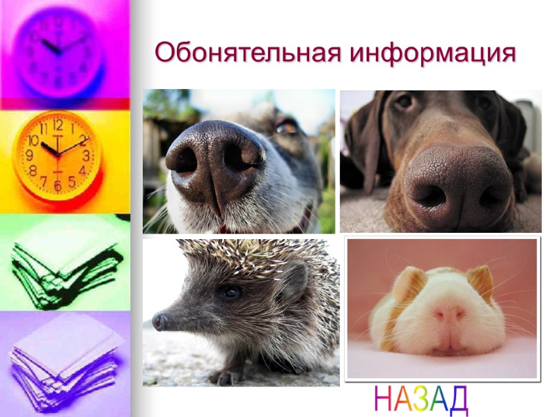 Обонятельная информация НАЗАД